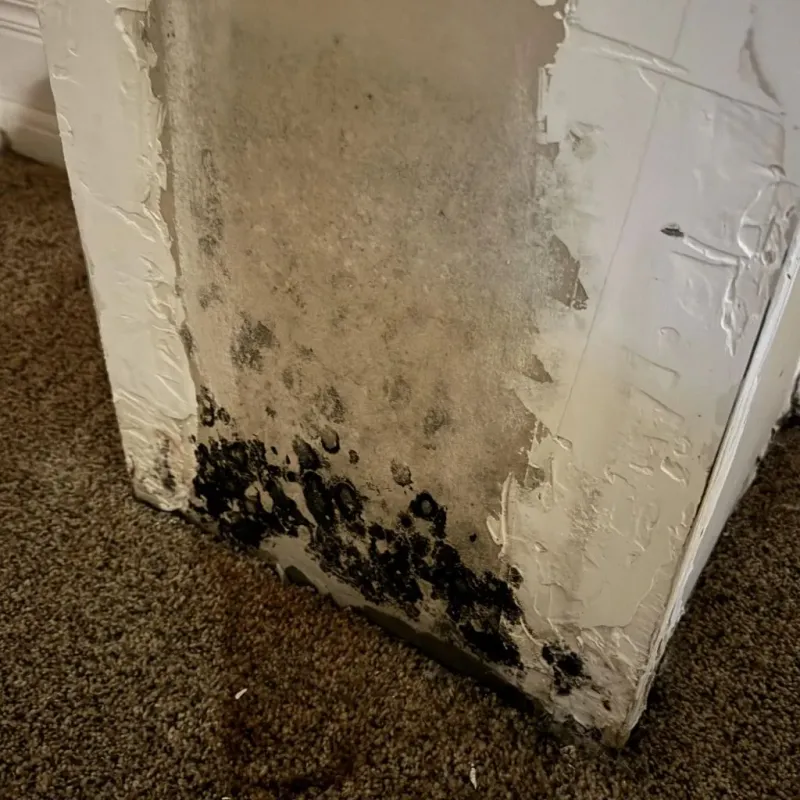 Professional Mold Removal in Princeton, IL